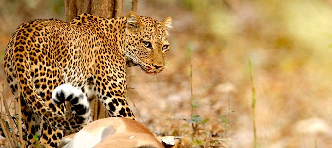 Zambia