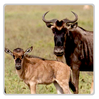 Calving Safari