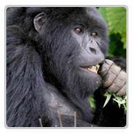 Gorilla Safari