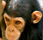 Chimpanzee Safari