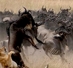 Migration Safari